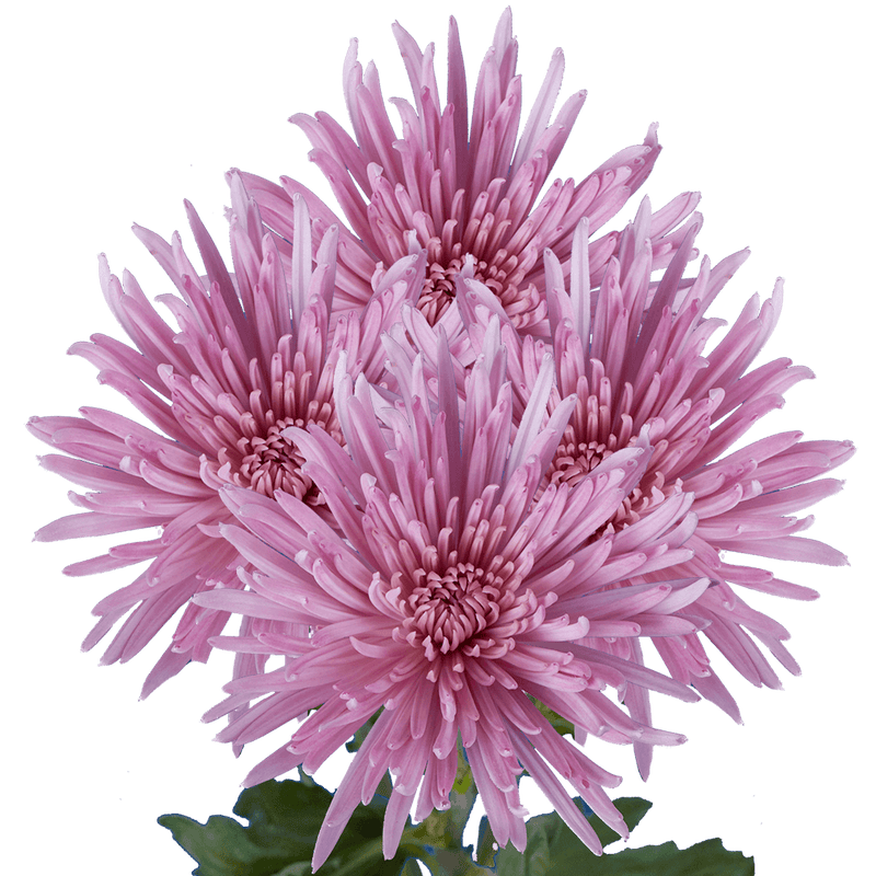 Lavender Fuji Spider Mums Bunches – Fresh Cut Flowers