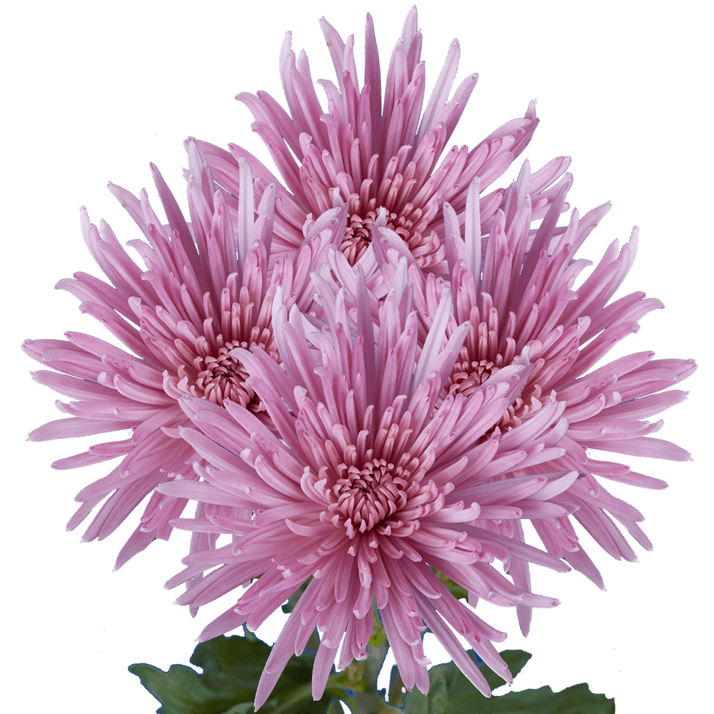 Lavender Fuji Spider Mums Bunches – Fresh Cut Flowers