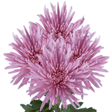 Lavender Fuji Spider Mums Bunches – Fresh Cut Flowers