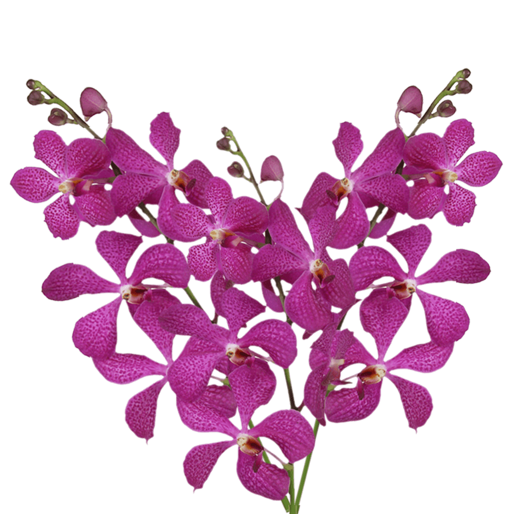 Lavender Blue Delight Orchids Bunches – Fresh Cut Flowers
