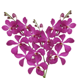 Lavender Blue Delight Orchids Bunches – Fresh Cut Flowers