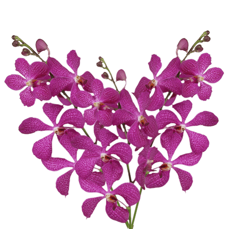 Lavender Blue Delight Orchids Bunches – Fresh Cut Flowers