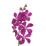 Lavender Blue Delight Orchids Bunches – Fresh Cut Flowers