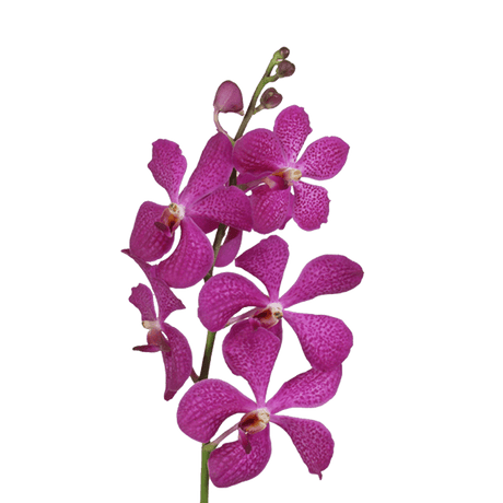 Lavender Blue Delight Orchids Bunches – Fresh Cut Flowers