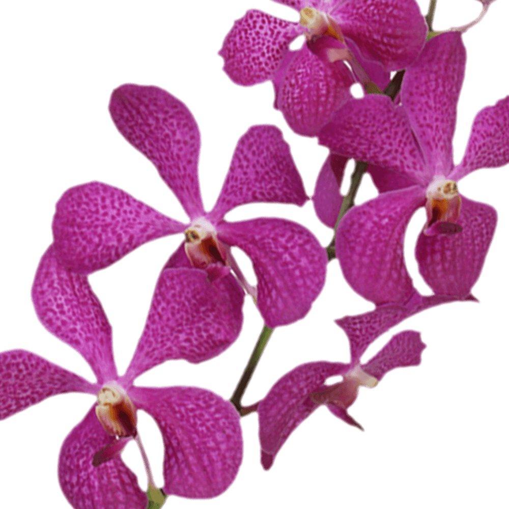 Lavender Blue Delight Orchids Bunches – Fresh Cut Flowers