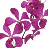 Lavender Blue Delight Orchids Bunches – Fresh Cut Flowers