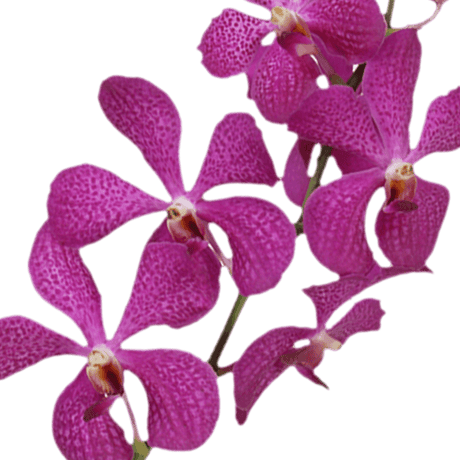 Lavender Blue Delight Orchids Bunches – Fresh Cut Flowers