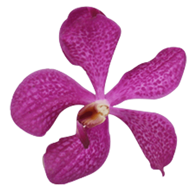 Lavender Blue Delight Orchids Bunches – Fresh Cut Flowers