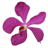 Lavender Blue Delight Orchids Bunches – Fresh Cut Flowers