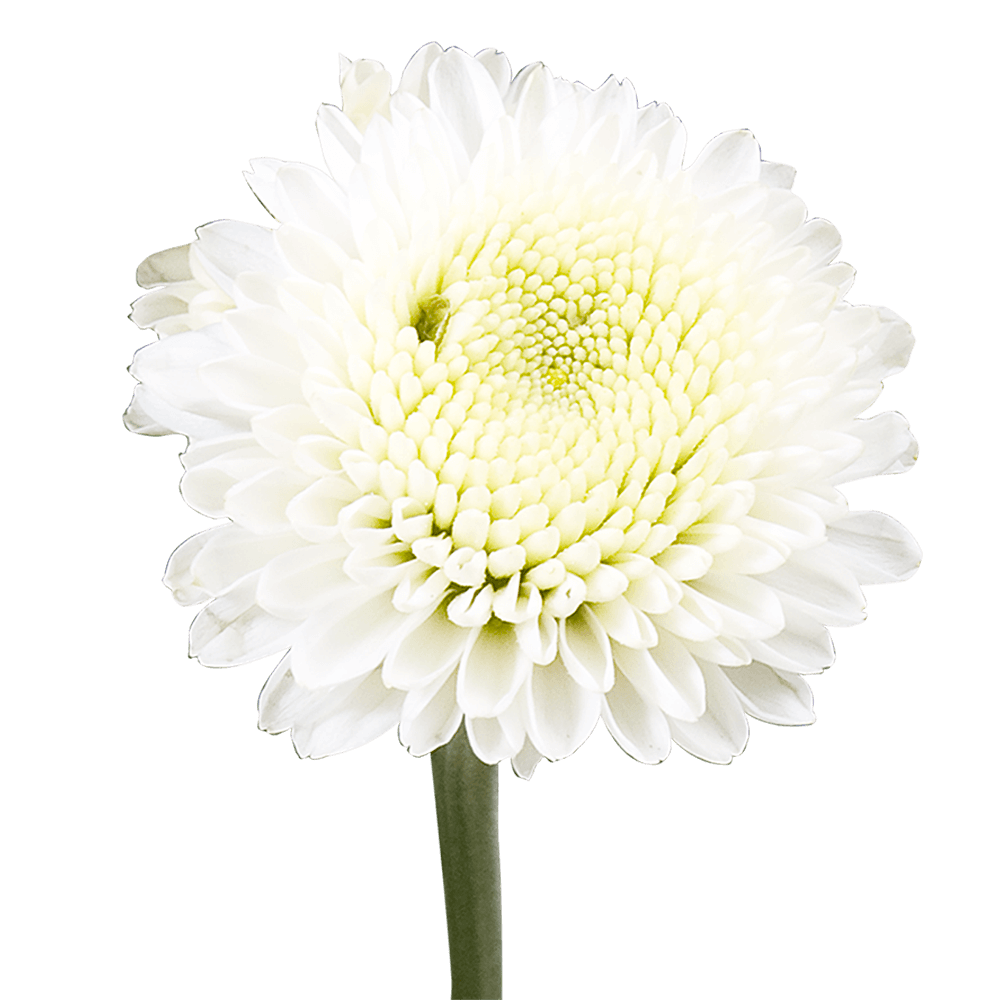 White Button Pom Poms Bunches – Fresh Cut Flowers