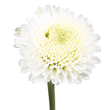White Button Pom Poms Bunches – Fresh Cut Flowers