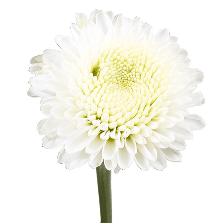 White Button Pom Poms Bunches – Fresh Cut Flowers