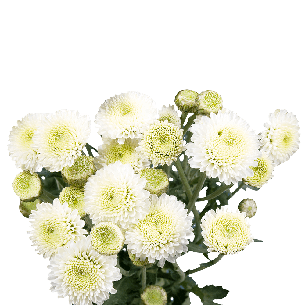 White Button Pom Poms Bunches – Fresh Cut Flowers