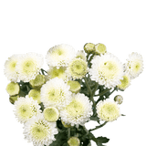 White Button Pom Poms Bunches – Fresh Cut Flowers