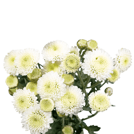White Button Pom Poms Bunches – Fresh Cut Flowers