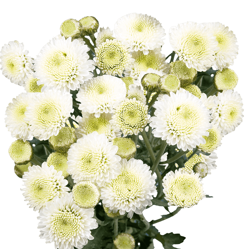 White Button Pom Poms Bunches – Fresh Cut Flowers