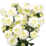 White Button Pom Poms Bunches – Fresh Cut Flowers