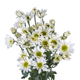 White Daisy Poms – Fresh Cut Flower Bunches