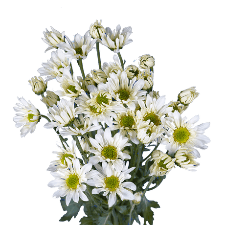 White Daisy Poms – Fresh Cut Flower Bunches