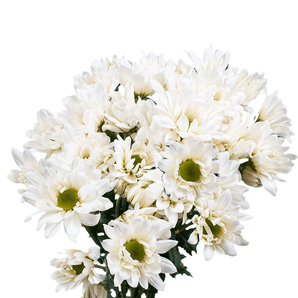 White Daisy Poms – Fresh Cut Flower Bunches