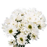 White Daisy Poms – Fresh Cut Flower Bunches
