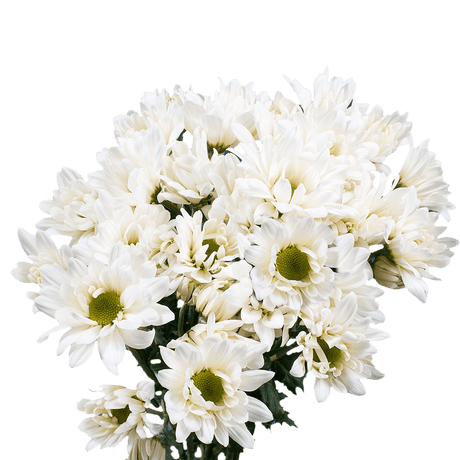 White Daisy Poms – Fresh Cut Flower Bunches