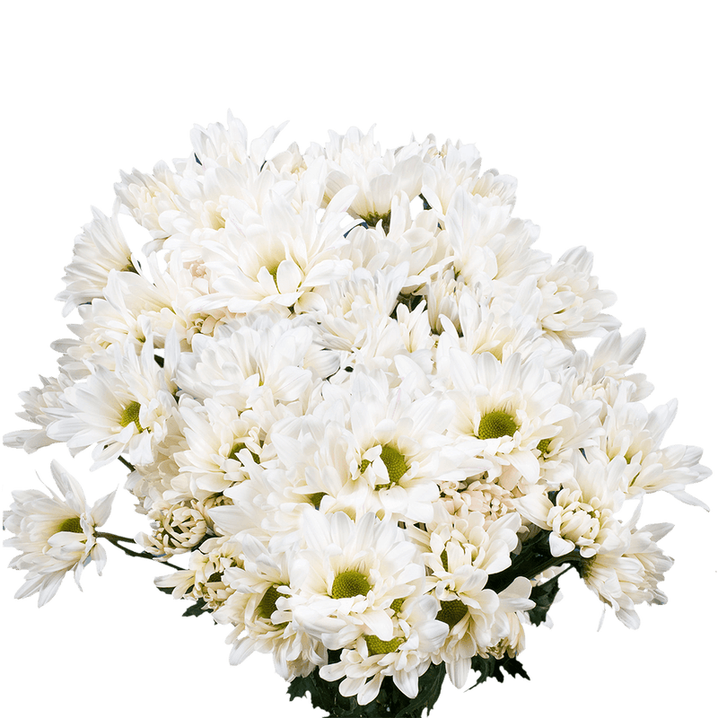 White Daisy Poms – Fresh Cut Flower Bunches