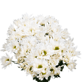 White Daisy Poms – Fresh Cut Flower Bunches