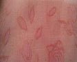 Organza Jacquard D#WG050152 Pink Organza Fabric - Floral, 57/58" Width