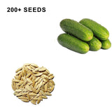 National Pickling Cucumber Seeds Organic and Non GMO Grow Your Own Cucumbers at Home