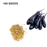 Millionaire Eggplant Seeds High Yield Japanese Eggplant Variety for Home Gardens