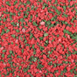 Red and Green Peppermint Mint Crunch for bark and brickle 5 lb. pkg