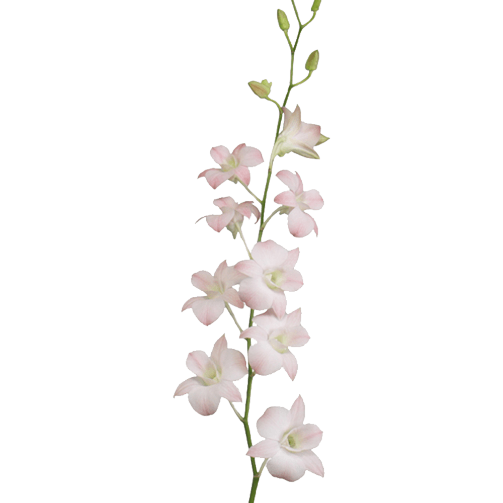 Peach Dendrobium Orchids Bunches – Fresh Cut Flowers