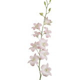 Peach Dendrobium Orchids Bunches – Fresh Cut Flowers