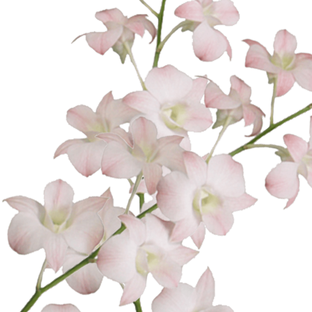 Peach Dendrobium Orchids Bunches – Fresh Cut Flowers