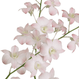 Peach Dendrobium Orchids Bunches – Fresh Cut Flowers