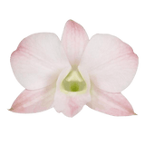 Peach Dendrobium Orchids Bunches – Fresh Cut Flowers