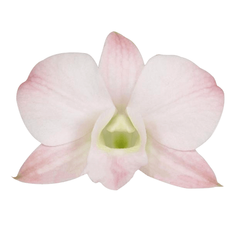 Peach Dendrobium Orchids Bunches – Fresh Cut Flowers