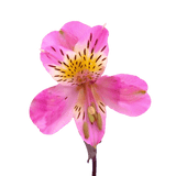 Hot Pink Alstroemeria Stems Flower Bouquets