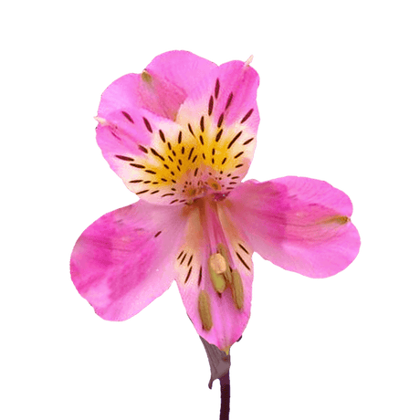Hot Pink Alstroemeria Stems Flower Bouquets