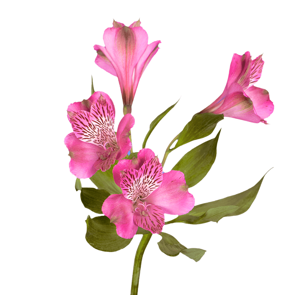 Hot Pink Alstroemeria Stems Flower Bouquets