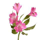 Hot Pink Alstroemeria Stems Flower Bouquets