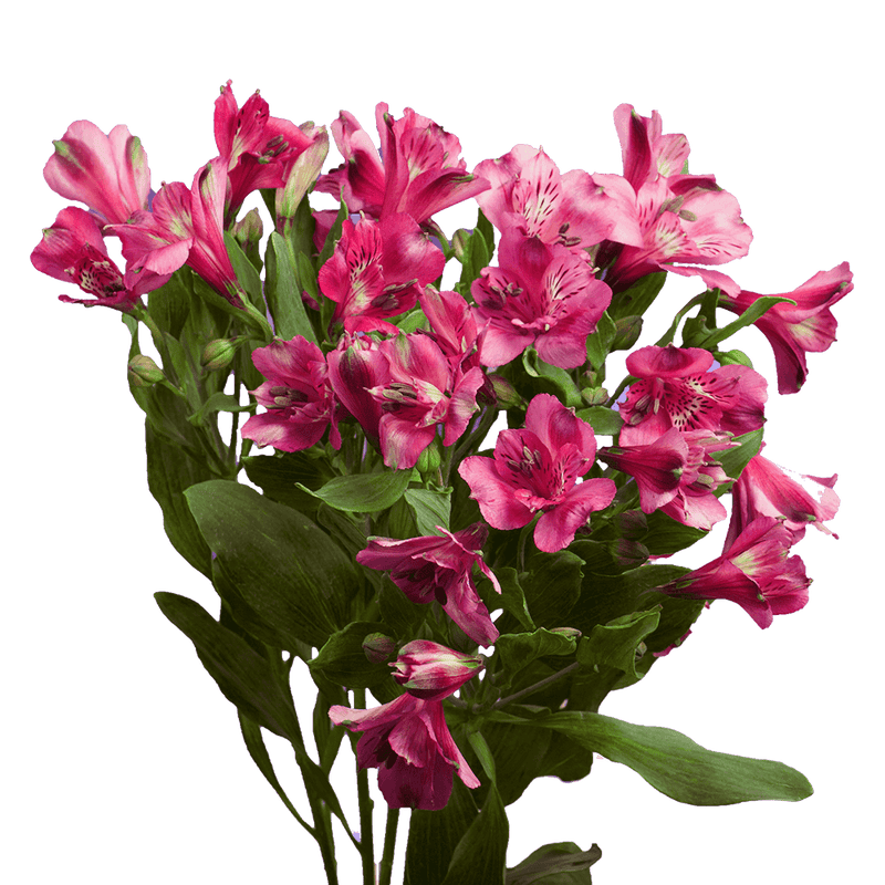 Hot Pink Alstroemeria Stems Flower Bouquets