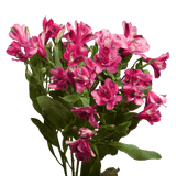 Hot Pink Alstroemeria Stems Flower Bouquets