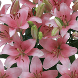 Pink Asiatic Lilies Fresh Cut Bulk Flowers for Events