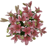 Pink Asiatic Lilies Fresh Cut Bulk Flowers for Events