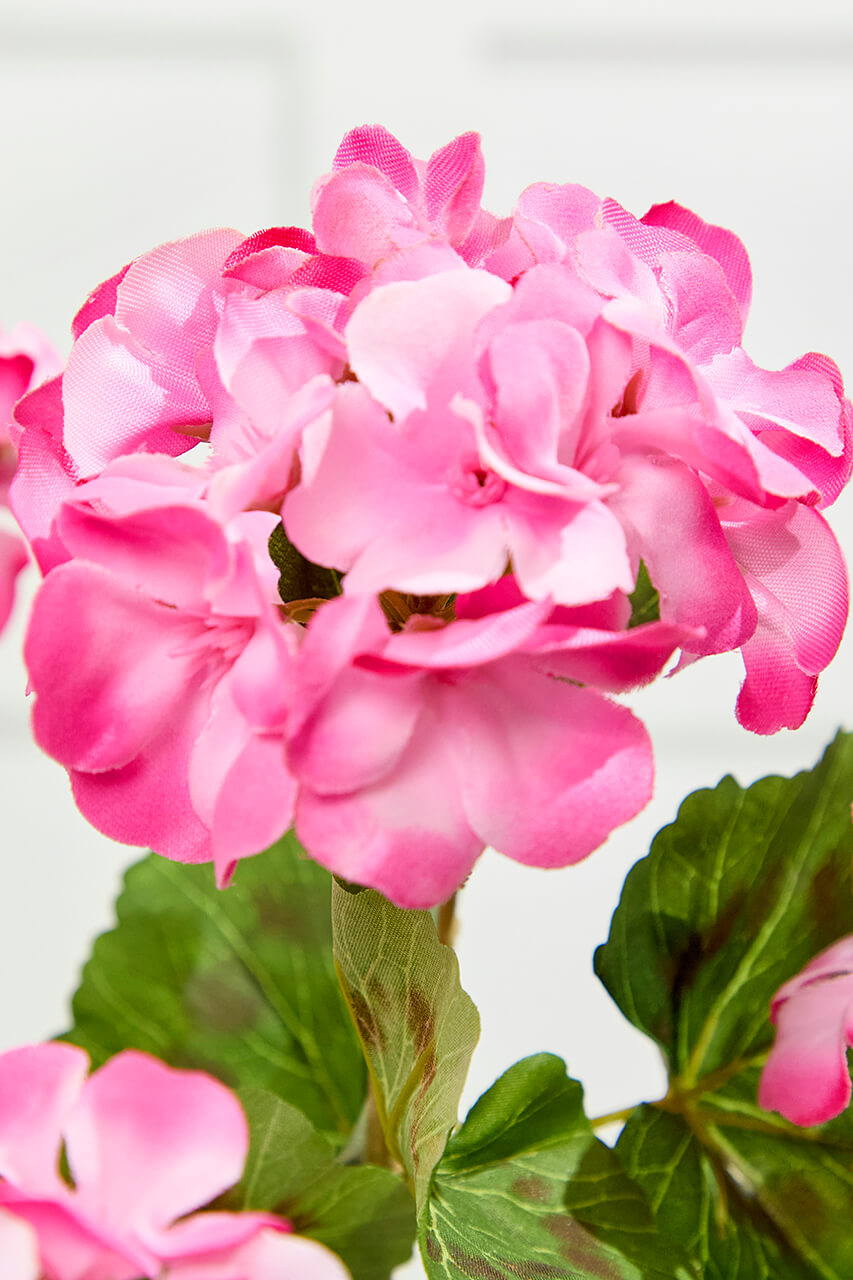 18" Pink Geranium Bush