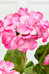 18" Pink Geranium Bush