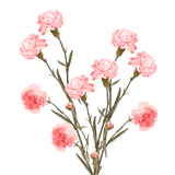 Pink Spray Carnations – Fresh Flower Bouquets