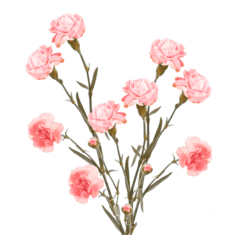 Pink Spray Carnations – Fresh Flower Bouquets
